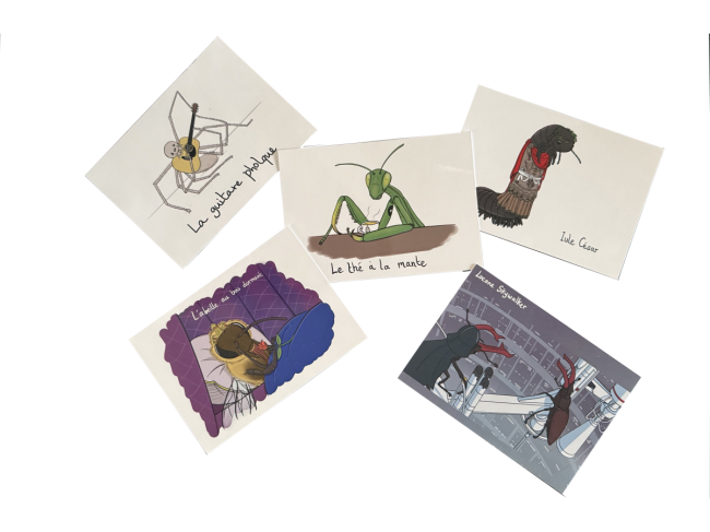 Lot 5 cartes arthropodes 